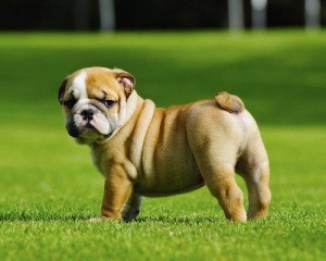 Cachorro Wrinkly Bulldog Inglês para adopção