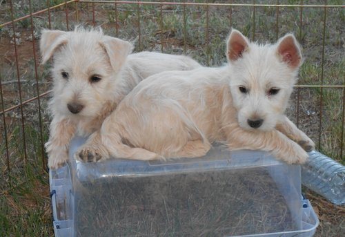 Cachorro West Highland Terrier para venda agora