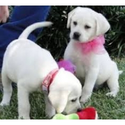 Cachorro de cachorro macho e fêmea Labrador para adoção