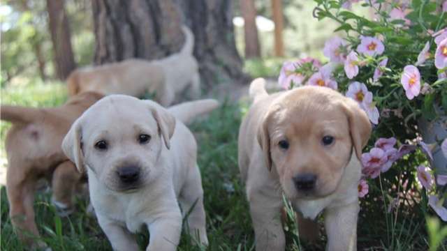 Labrador retriever bonito Cachorro disponíveis para adoção