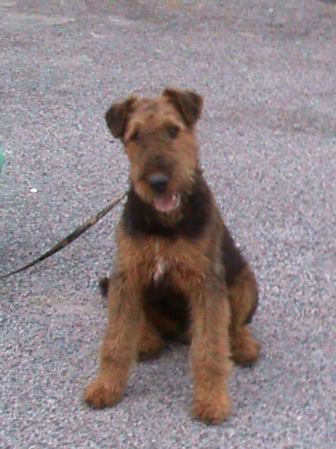 Airedale Terrier para breve