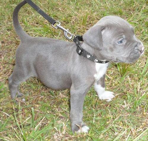 quanto custa um american pit bull terrier comprar american pit bull terrier american pit bull terrier para quanto custa um american pit bull terrier comprar american pit bull terrier american pit bull terrier para