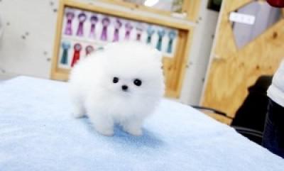 cachorro de raça pura Pomeranian