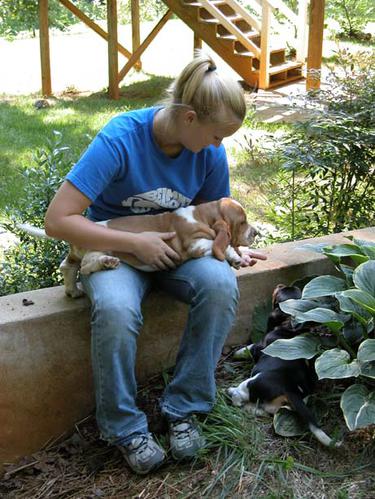  chihuahua cachorros vacinados para adoção