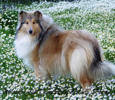 Rough Collie Lassie Fêmea