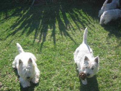 Ninhada de West Highland White Terrier