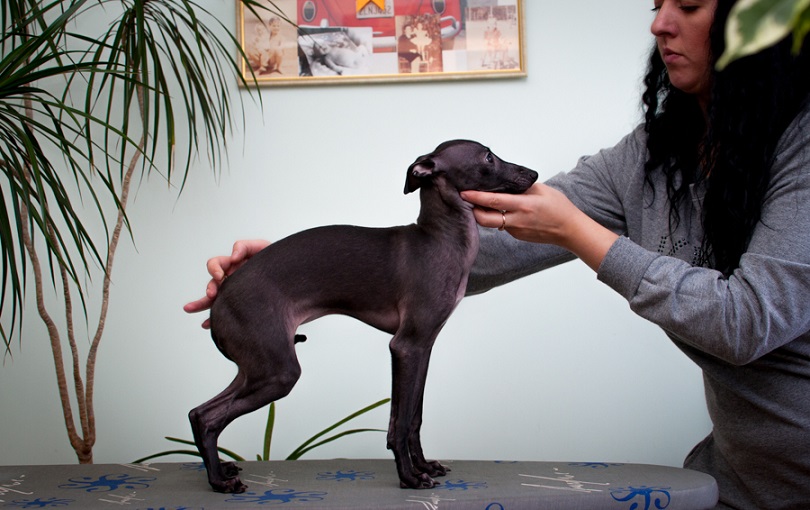 Gorgeous Italian greyhound puppy/Pequeno Lebrel Italiano