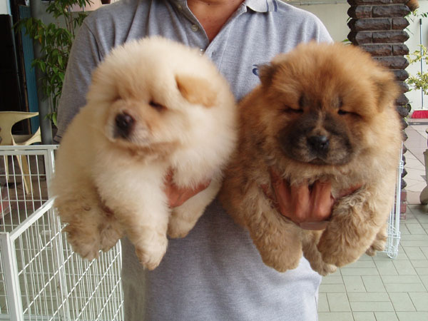 encantadoras dois Cachorro de cachorro macho e fêmea Chow Chow