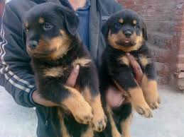 Cachorro de Rottweiler