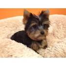 TEACUP de cachorro