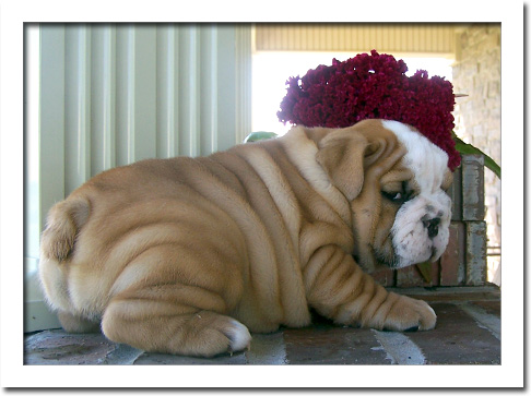  Cachorro DE BULLDOG INGLÊS