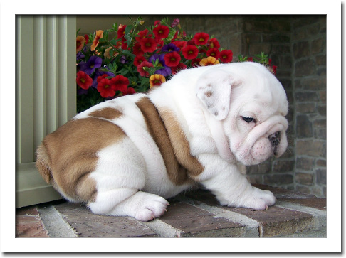 Cachorro DE BULLDOG INGLÊS