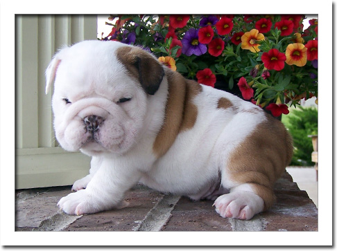 Cachorro DE BULLDOG INGLÊS