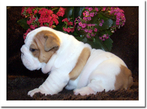 Cachorro DE BULLDOG INGLÊS