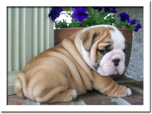 Cachorro DE BULLDOG INGLÊS