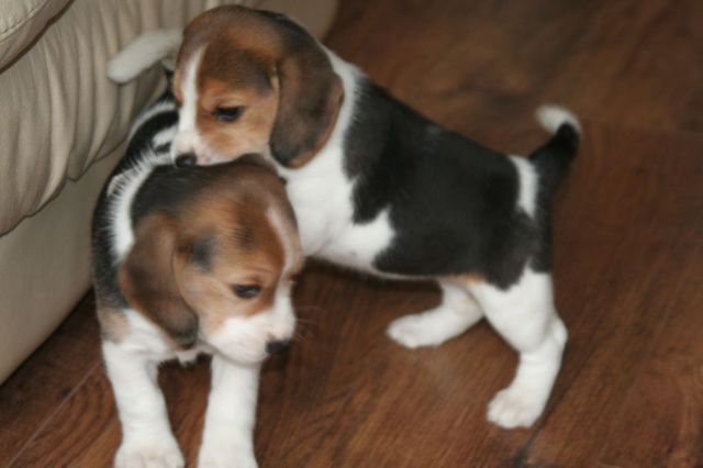 Dois Cachorro de cachorro Beagle femininos