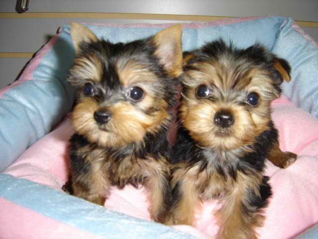 cachorro yorkie fêmea para adoção