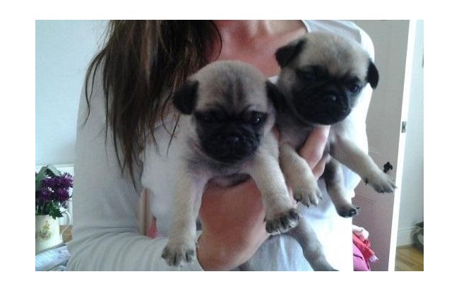 cachorros de pomerania para la adopción