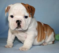 Cachorro Bulldog Inglês acessíveis e excelente para Adoção