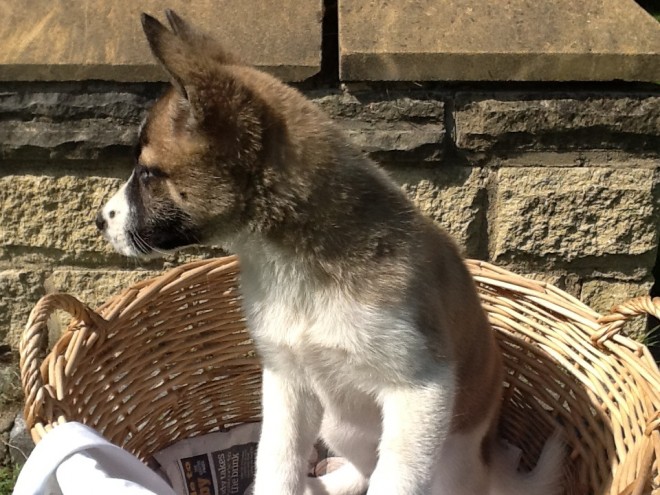 Cachorro DE AKITA DOCES