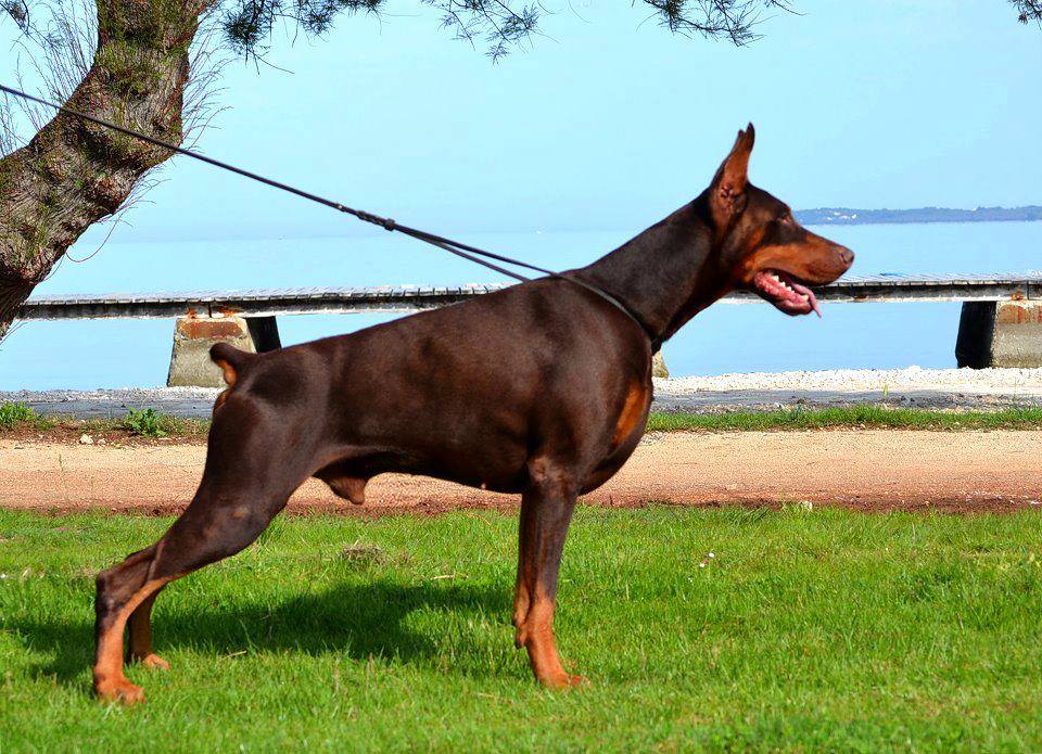 Dobermann cachorros Ninhada disponivel doberman