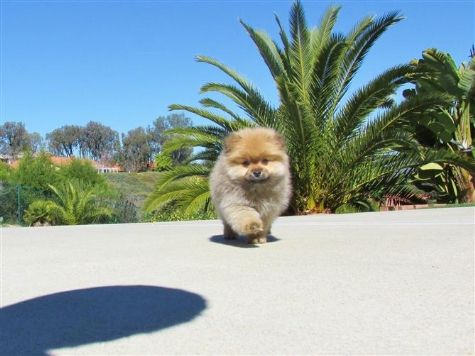 Lindo par de Cachorro de cachorro da Pomerânia