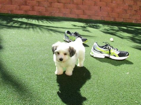 Maltês cachorros bonitos para venda