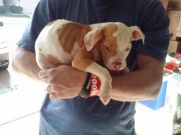 Raça pura cachorros Stafford-shire americanos
