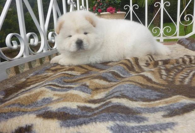 Chow Chow Com LOP