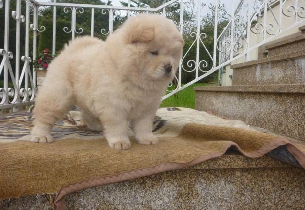 Chow Chow Com LOP