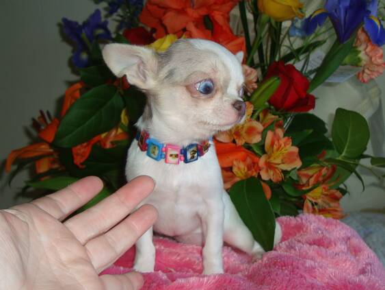 Chihuahua