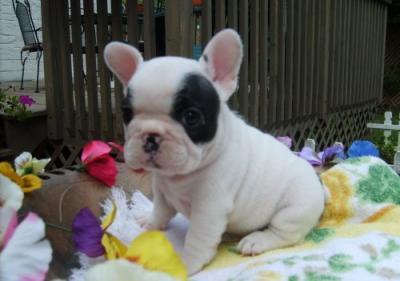 Bonito francês bulldog Cachorro