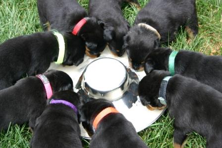 Cachorro de Rottweiler para adoção