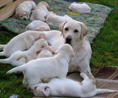 Cachorro de labrador Cachorro para adoção
