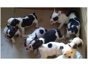 Bulldog francês Cachorro de qualidade