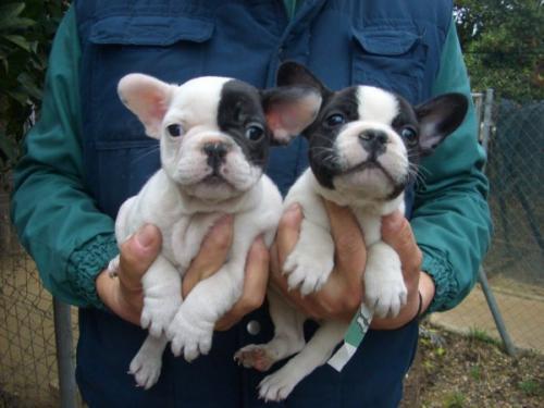 Presente bulldog frances Cachorro para adoção