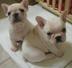 Bulldog francês Cachorro disponíveis para adoção.