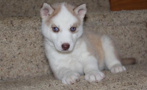 Cachorro Husky Siberiano