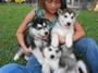 Husky siberiano Cachorro adorável com olhos azuis
