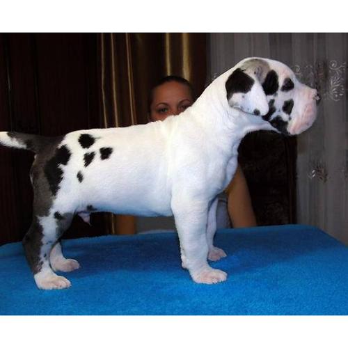 um cachorro de cachorro grande dinamarquês para adoção