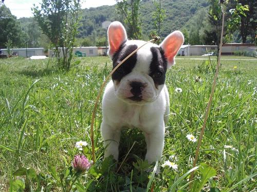 Ninhada de Bulldog Francês