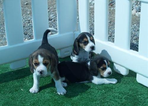 Preciosa camada de beagle tricolor para adopção