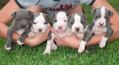 Cachorro de pitbull americanos para adoção