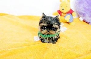 Bonito, doce, brincalhão, CKC fêmea Yorkshire Terrier