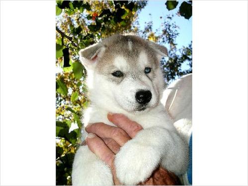 Adoráveis ​​Cachorro registrados Husky Siberiano para Adoção