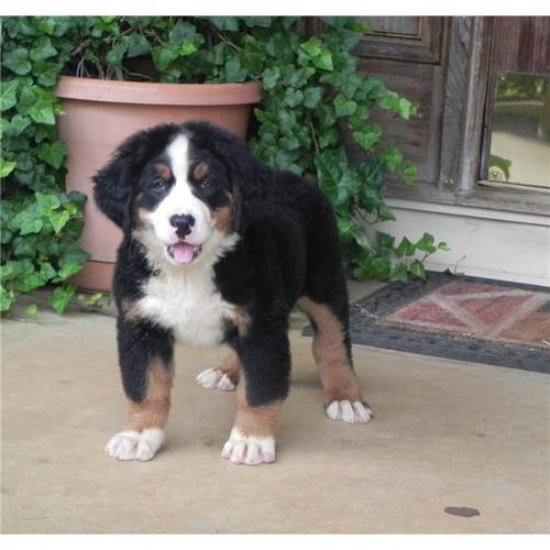 uma linda Bernese Mountain Dog