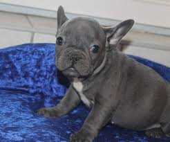 doces Cachorro de cachorro do buldogue francês masculinos e femininos para pequena taxa realojamento