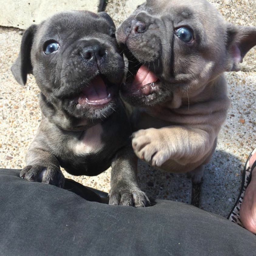 doces Cachorro de cachorro do buldogue francês masculinos e femininos para pequena taxa realojamento