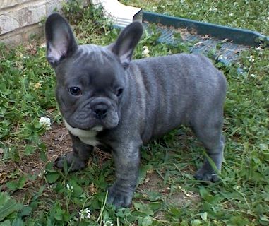 doces Cachorro de cachorro do buldogue francês masculinos e femininos para pequena taxa realojamento