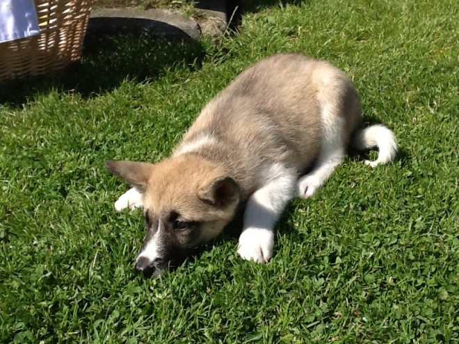 Cachorro DE AKITA 